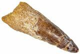 Fossil Spinosaurus Tooth - Real Dinosaur Tooth #368149-1